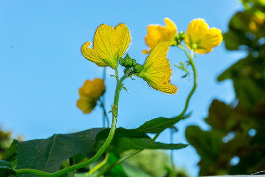絲瓜花