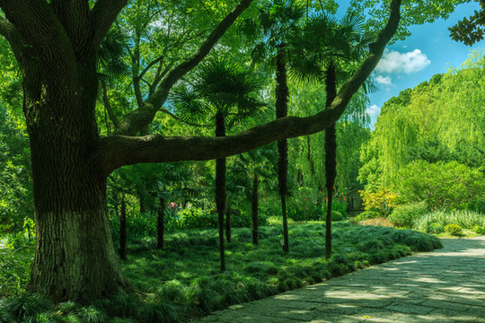 古鐘園大樹