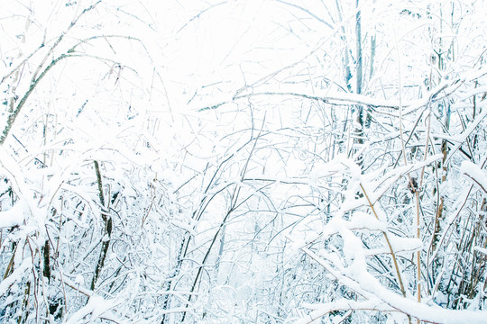 雪山霧凇