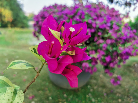 勒杜鵑花