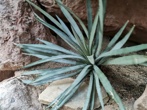 仙人類植物