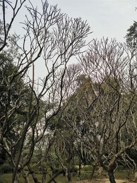 枯樹(shù)林