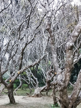 枯樹林