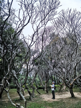 枯樹林