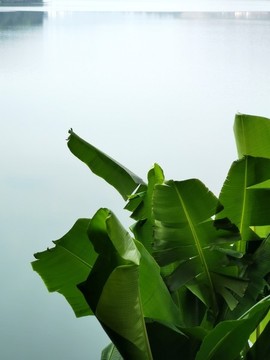 芭蕉葉