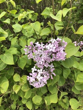 花簇