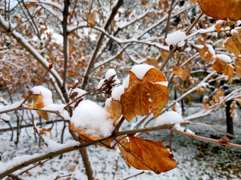雪中彩葉