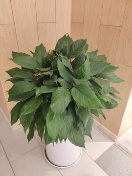 萬年青