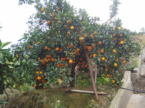 臍橙