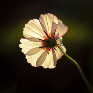 白色波斯菊