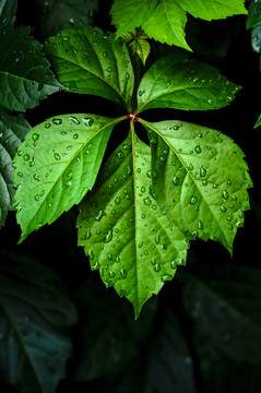 雨后的樹葉