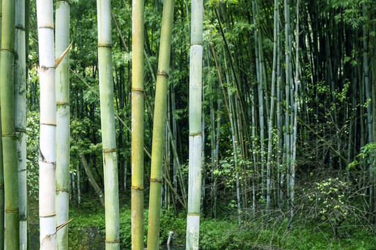 竹林