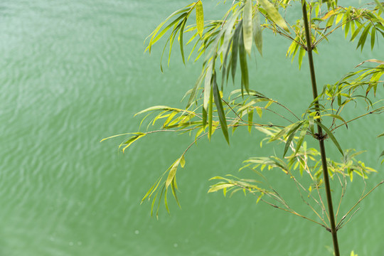 水邊一根竹子