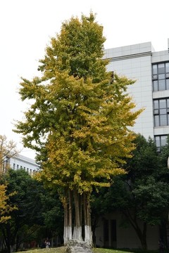 銀杏樹(shù)