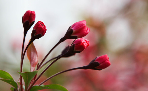 紅色花蕾
