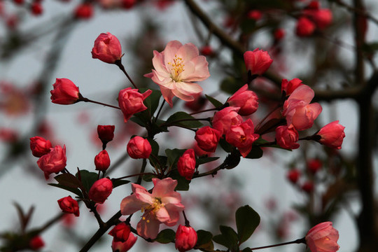 櫻花