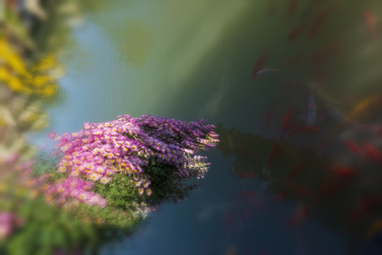菊花