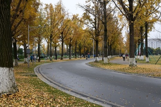 銀杏大道