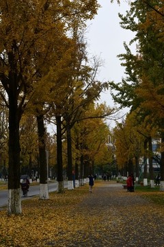 銀杏大道