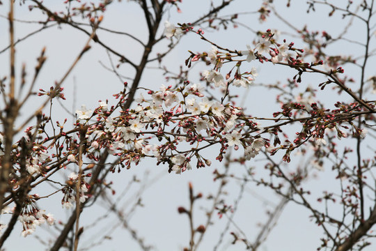 滿樹櫻花