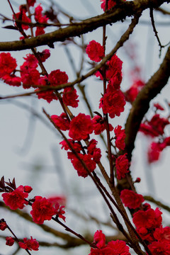 梅花