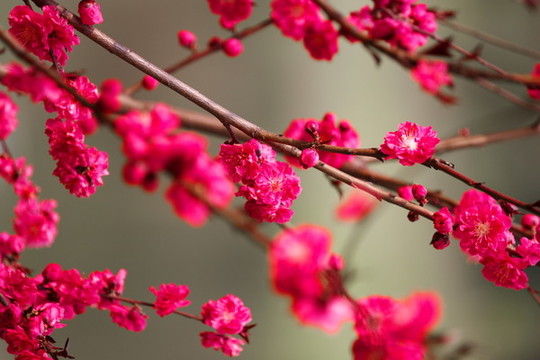 梅花