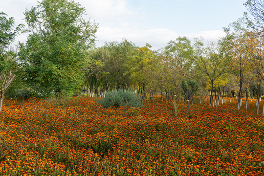 公園