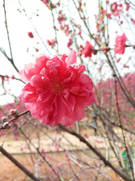 桃花