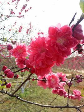 桃花