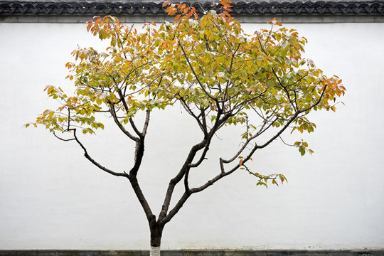 紅葉與白墻