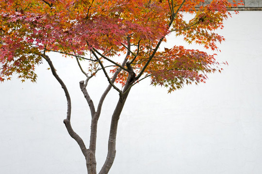 紅楓