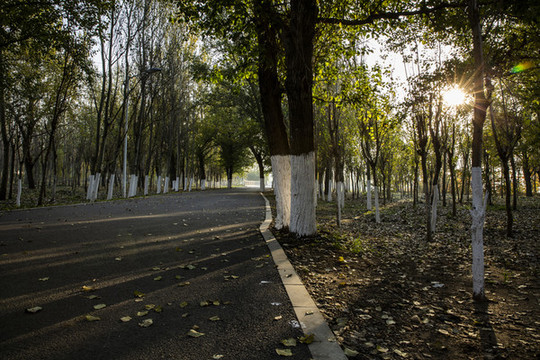 沈陽五里河公園的清晨