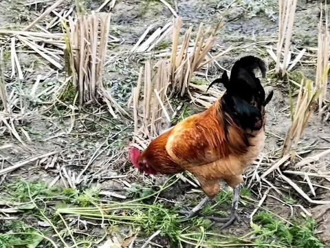 土雞