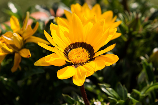 太陽花