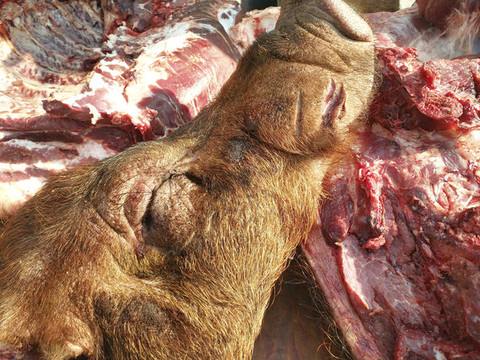 野豬肉