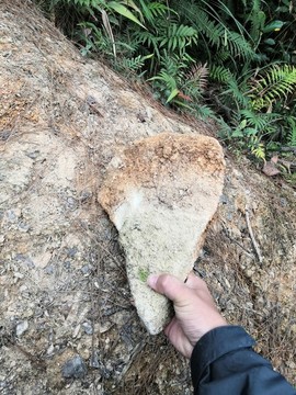 牙齒化石巨人門齒