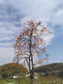 秋天的柿子樹