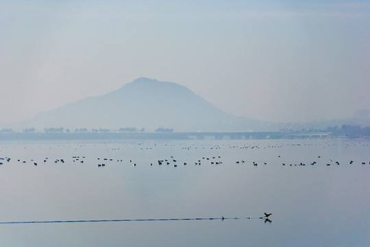 湖面上的一只水鳥