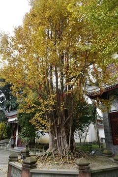 古銀杏樹