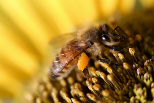 蜜蜂