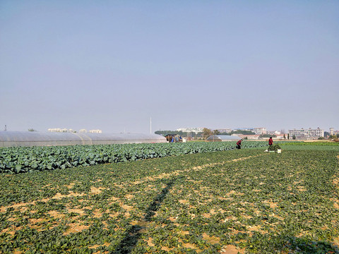 冬日蔬菜
