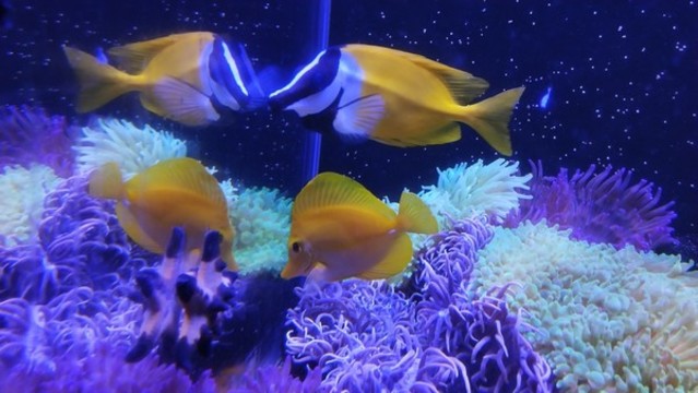 海魚(yú)