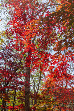 吉林花山國家森林公園