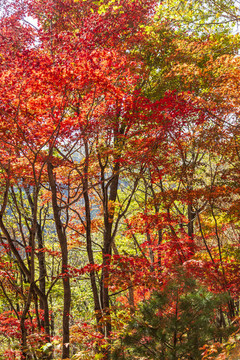 吉林花山國家森林公園