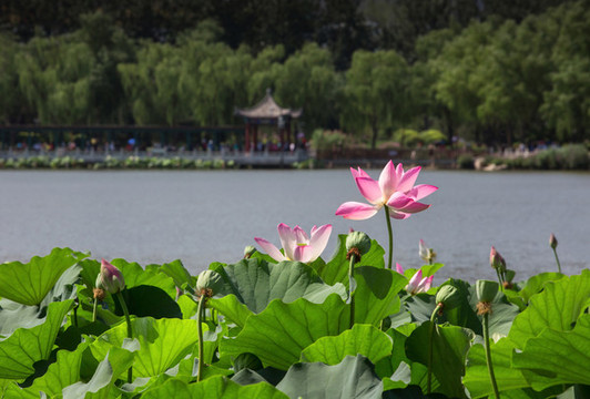 蓮花池