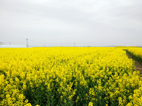 油菜花海