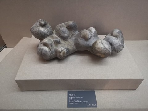 鸮頭貝