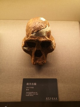南方古猿