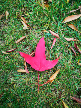 草地上的紅葉