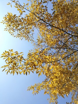 逆光樹枝